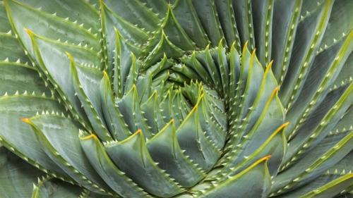 Spiral aloe (© David Madison/Getty Images) Bing Everyday Wallpaper 2021-07-04
/tmp/UploadBetaacWeHB [Bing Everyday Wall Paper 2021-07-04] url = http://www.bing.com/th?id=OHR.SpiralAloe_EN-GB9179704378_1920x1080.jpg

File Size (KB): 326.59 KB
Last Modified: November 26 2021 18:33:03
