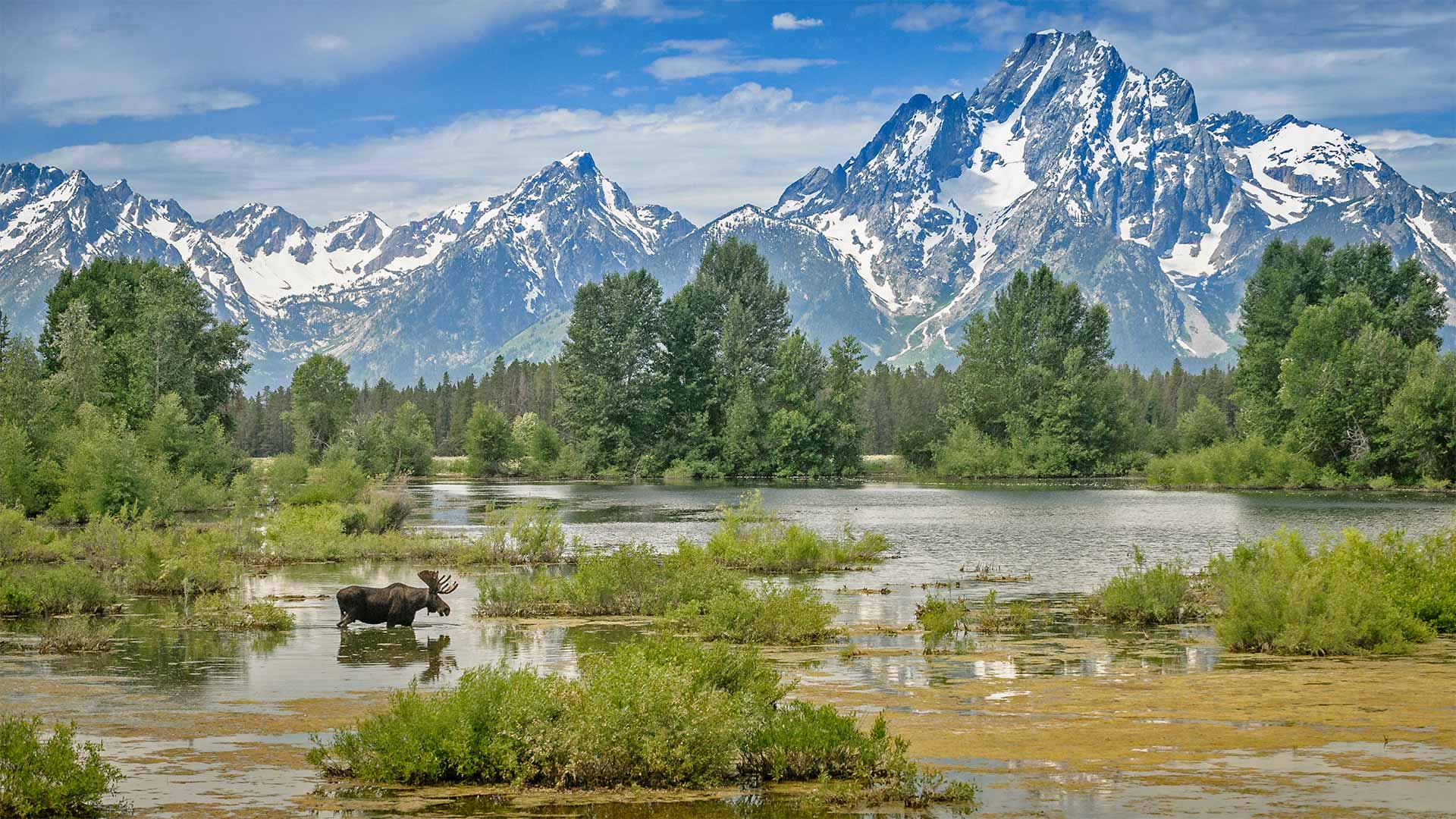 驼鹿穿过莫兰山下的池塘，怀俄明州大提顿国家公园 (© Jim Stamates/Minden Pictures) Bing Everyday Wallpaper 2021-07-13, 4PqC3i [Bing Everyday Wall Paper 2021-07-13] url = http://www.bing.com/th?id=OHR.MooseVelvet_ZH-CN5891459899_1920x1080.jpg