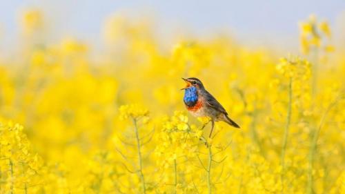 Blaukehlchen in einem Rapsfeld (© Zwilling330/Getty Images) Bing Everyday Wallpaper 2021-07-13
/tmp/UploadBeta0sUxse [Bing Everyday Wall Paper 2021-07-13] url = http://www.bing.com/th?id=OHR.BlaukehlchenRaps_DE-DE5525945900_1920x1080.jpg

File Size (KB): 315.47 KB
Last Modified: November 26 2021 18:33:04
