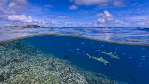 大溪地海岸附近的乌翅真鲨，法属波利尼西亚 (© Paul Mckenzie/Minden Pictures) Bing Everyday Wallpaper 2021-07-14
/tmp/UploadBetaheH5FF [Bing Everyday Wall Paper 2021-07-14] url = http://www.bing.com/th?id=OHR.SharkAwareness_ZH-CN6069597614_1920x1080.jpg

File Size (KB): 319.04 KB
Last Modified: November 26 2021 18:33:05
