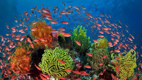 Ein Schwarm Juwelen-Fahnenbarsche in einem Korallenriff mit Haarsternen, Great Barrier Reef, Queensland, Australien (© Gary Bell/Minden Pictures) Bing Everyday Wallpaper 2021-07-21
/tmp/UploadBeta8iA1CY [Bing Everyday Wall Paper 2021-07-21] url = http://www.bing.com/th?id=OHR.SeaGoldie_DE-DE6557495169_1920x1080.jpg

File Size (KB): 328.42 KB
Last Modified: November 26 2021 18:33:03
