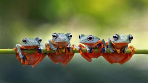 四只爪哇树蛙趴在树茎上，印度尼西亚 (© SnapRapid/Offset by Shutterstock) Bing Everyday Wallpaper 2021-07-24
/tmp/UploadBetaNLmINh [Bing Everyday Wall Paper 2021-07-24] url = http://www.bing.com/th?id=OHR.JavanCousins_ZH-CN2694602511_1920x1080.jpg

File Size (KB): 302.39 KB
Last Modified: November 26 2021 18:33:03

