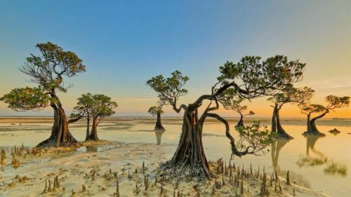 Walakiri海滩的红树林，印度尼西亚松巴岛 (© Tengguo Wu/Getty Images) Bing Everyday Wallpaper 2021-07-26
/tmp/UploadBetaQhgzqO [Bing Everyday Wall Paper 2021-07-26] url = http://www.bing.com/th?id=OHR.DancingTrees_ZH-CN2946844631_1920x1080.jpg

File Size (KB): 321.88 KB
Last Modified: November 26 2021 18:33:07

