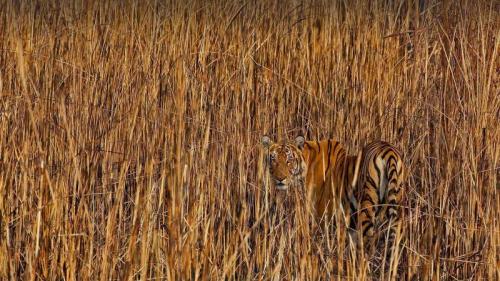 隐藏在高草丛中的老虎，印度阿萨姆邦 (© Sandesh Kadur/Minden Pictures) Bing Everyday Wallpaper 2021-07-29
/tmp/UploadBetahxptLZ [Bing Everyday Wall Paper 2021-07-29] url = http://www.bing.com/th?id=OHR.PantheraTigris_ZH-CN3331361509_1920x1080.jpg

File Size (KB): 333.18 KB
Last Modified: November 26 2021 18:33:02
