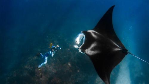 巨型海洋蝠鲼和摄影师，澳大利亚宁格罗海岸 (© Shutterstock Premier) Bing Everyday Wallpaper 2021-08-19
/tmp/UploadBeta2rSucb [Bing Everyday Wall Paper 2021-08-19] url = http://www.bing.com/th?id=OHR.GiantManta_ZH-CN0594951444_1920x1080.jpg

File Size (KB): 327.41 KB
Last Modified: November 26 2021 18:33:41
