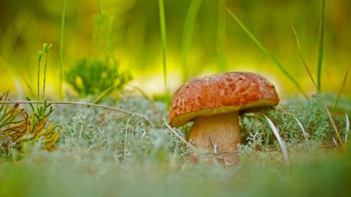 一朵牛肝菌 (© vnosokin/Getty Images) Bing Everyday Wallpaper 2021-09-01
/tmp/UploadBetaA9K7nR [Bing Everyday Wall Paper 2021-09-01] url = http://www.bing.com/th?id=OHR.Porcini_ZH-CN0462290460_1920x1080.jpg

File Size (KB): 330.36 KB
Last Modified: November 26 2021 18:34:20
