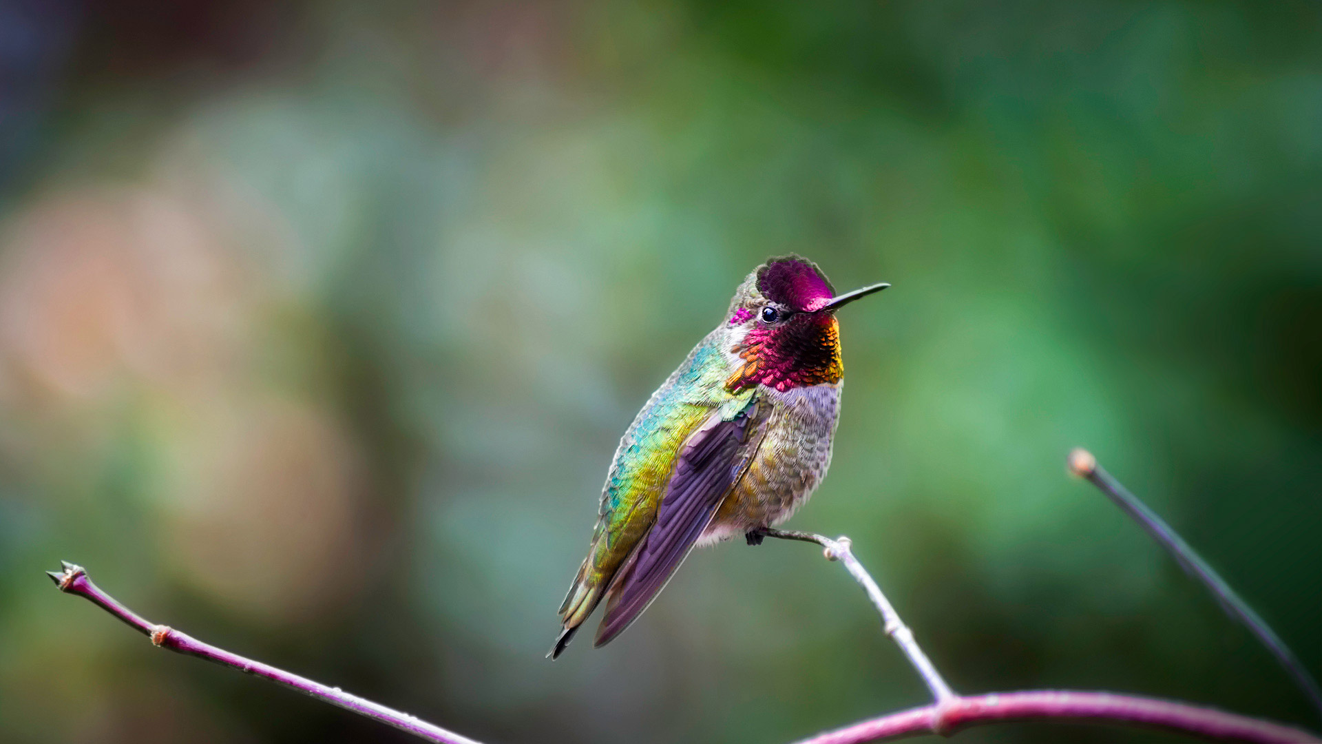 静立枝头的朱红蜂鸟 (© Dee/Getty Images) Bing Everyday Wallpaper 2021-09-04, zoJqbg [Bing Everyday Wall Paper 2021-09-04] url = http://www.bing.com/th?id=OHR.AnnasHummingbird_ZH-CN0832228710_1920x1080.jpg