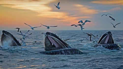 出现在马萨诸塞州海岸附近的座头鲸 (© Eric Kulin/plainpicture) Bing Everyday Wallpaper 2021-09-07
/tmp/UploadBeta80DAaW [Bing Everyday Wall Paper 2021-09-07] url = http://www.bing.com/th?id=OHR.MassachusettsHumpbacks_ZH-CN1239514789_1920x1080.jpg

File Size (KB): 333.84 KB
Last Modified: November 26 2021 18:34:21
