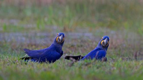 潘塔纳尔湿地的风信子金刚鹦鹉，巴西 (© David Pattyn/Minden Pictures) Bing Everyday Wallpaper 2021-10-01
/tmp/UploadBetaTpOvt3 [Bing Everyday Wall Paper 2021-10-01] url = http://www.bing.com/th?id=OHR.HyacinthMacaws_ZH-CN1191345036_1920x1080.jpg

File Size (KB): 329 KB
Last Modified: November 26 2021 18:33:52
