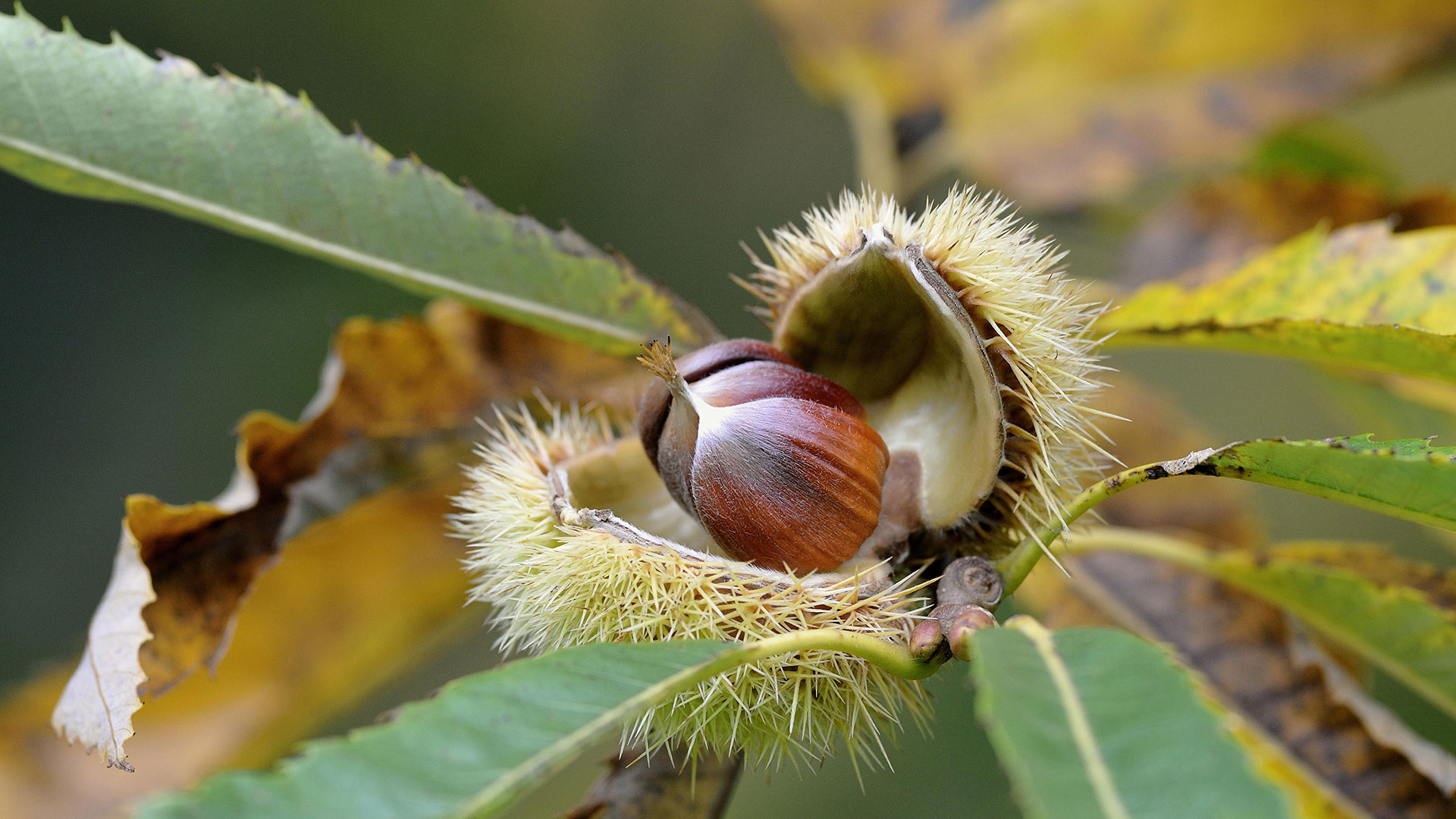 Reife Früchte einer Edelkastanie, Nordrhein-Westfalen (© Frederik/imageBROKER/Shutterstock) Bing Everyday Wallpaper 2021-10-03, A0n4ra [Bing Everyday Wall Paper 2021-10-03] url = http://www.bing.com/th?id=OHR.KastanieNRW_DE-DE8926241098_1920x1080.jpg