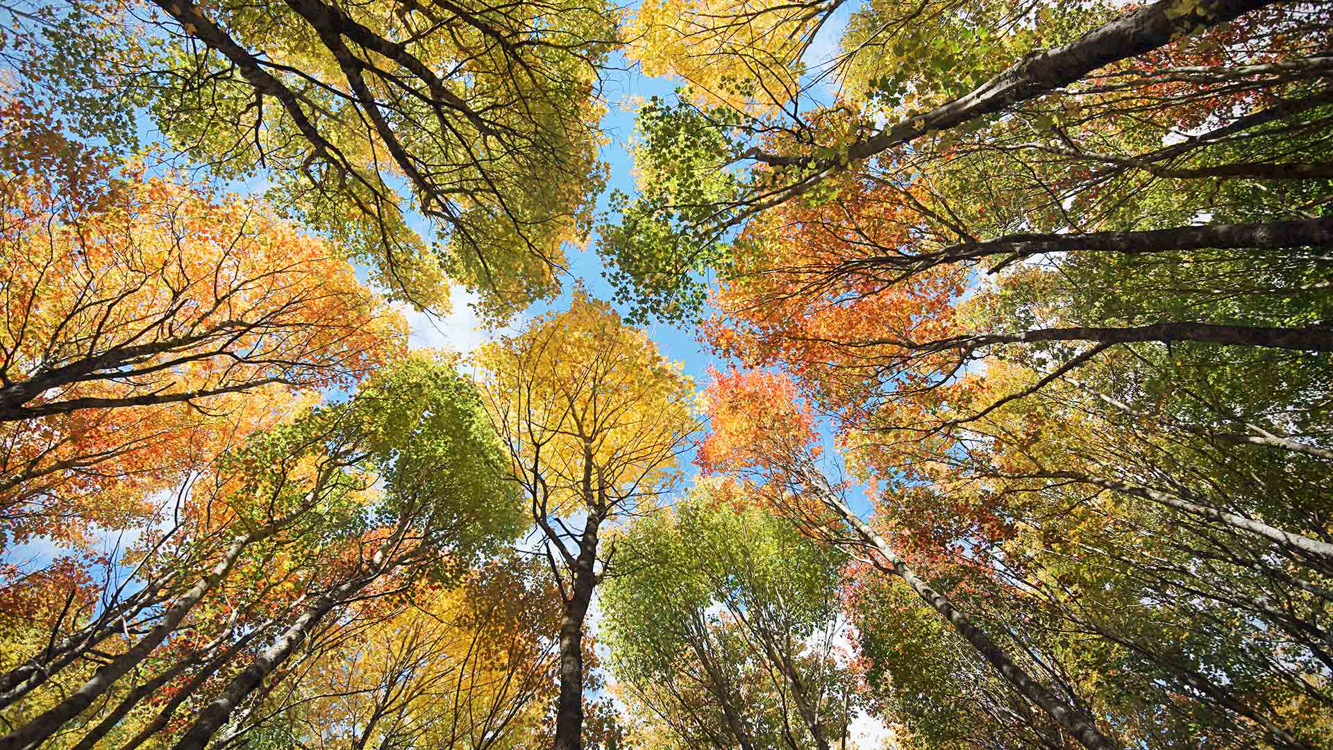 爱德华王子岛的森林和树冠，加拿大 (© OliverChilds/Getty Images) Bing Everyday Wallpaper 2021-10-05, 8UbrLl [Bing Everyday Wall Paper 2021-10-05] url = http://www.bing.com/th?id=OHR.FallPEI_ZH-CN2044233645_1920x1080.jpg