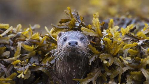 Otter (Lutra Lutra) in seaweed, Ardnamurchan. (© Michael Durham/Minden Pictures) Bing Everyday Wallpaper 2021-10-21
/tmp/UploadBeta5fMJFK [Bing Everyday Wall Paper 2021-10-21] url = http://www.bing.com/th?id=OHR.CoastalOtter_EN-GB9663315795_1920x1080.jpg

File Size (KB): 316.33 KB
Last Modified: November 26 2021 18:33:50
