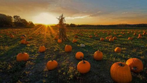 牛顿市的一片南瓜地，美国马萨诸塞州 (© Frank Debonis/EyeEm/Alamy) Bing Everyday Wallpaper 2021-10-27
/tmp/UploadBetabxgB8N [Bing Everyday Wall Paper 2021-10-27] url = http://www.bing.com/th?id=OHR.NewtonPumpkins_ZH-CN2560195971_1920x1080.jpg

File Size (KB): 329.05 KB
Last Modified: November 26 2021 18:33:56
