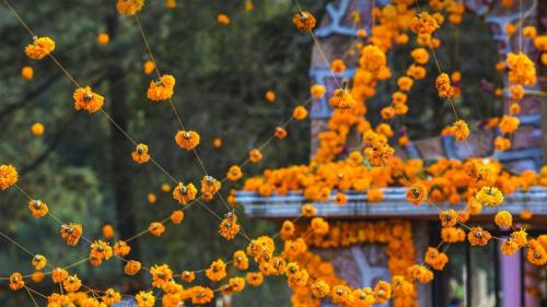 ｢パツクァロのマリーゴールド｣メキシコ, ミチョアカン州 (© Daniel Elizalde S/Shutterstock) Bing Everyday Wallpaper 2021-11-01
/tmp/UploadBetaqbt4f4 [Bing Everyday Wall Paper 2021-11-01] url = http://www.bing.com/th?id=OHR.MarigoldsLosMuertos_JA-JP7473261002_1920x1080.jpg

File Size (KB): 312.47 KB
Last Modified: November 26 2021 18:34:04
