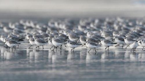 海滩上的三趾鹬，法国布列塔尼大区 (© Fabrice Cahez/Minden Pictures) Bing Everyday Wallpaper 2021-11-01
/tmp/UploadBetacnBiFM [Bing Everyday Wall Paper 2021-11-01] url = http://www.bing.com/th?id=OHR.LittleBirds_ZH-CN3637653515_1920x1080.jpg

File Size (KB): 326.28 KB
Last Modified: November 26 2021 18:34:03
