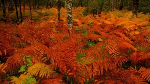 亡灵节上点缀公墓的万寿菊，墨西哥米却肯州 (© Irwin Barrett/Design Pics/Alamy) Bing Everyday Wallpaper 2021-11-02
/tmp/UploadBetatcB96q [Bing Everyday Wall Paper 2021-11-02] url = http://www.bing.com/th?id=OHR.CinnamonFernNS_ZH-CN3822051382_1920x1080.jpg

File Size (KB): 325.39 KB
Last Modified: November 26 2021 18:33:59
