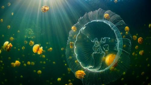 海月水母和一群无刺的黄金水母，印度尼西亚 (© Alex Mustard/Minden Pictures) Bing Everyday Wallpaper 2021-11-03
/tmp/UploadBetaYljhZc [Bing Everyday Wall Paper 2021-11-03] url = http://www.bing.com/th?id=OHR.MoonJellyDay_ZH-CN4121466496_1920x1080.jpg

File Size (KB): 298.37 KB
Last Modified: November 26 2021 18:34:07
