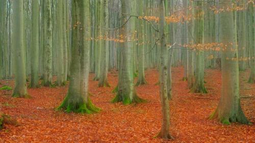 Rotbuchenwald im Nationalpark Jasmund, Rügen, Mecklenburg-Vorpommern (© Sandra Bartocha/NPL/Minden Pictures) Bing Everyday Wallpaper 2021-11-10
/tmp/UploadBetaSgRUZv [Bing Everyday Wall Paper 2021-11-10] url = http://www.bing.com/th?id=OHR.JasmundBuchenHerbst_DE-DE6801416421_1920x1080.jpg

File Size (KB): 332.11 KB
Last Modified: November 26 2021 18:34:07

