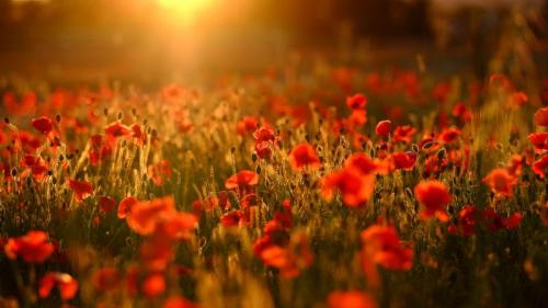 A field bursting with red poppies, Trowbridge, Wiltshire (© Tim Green/Moment/Getty Images) Bing Everyday Wallpaper 2021-11-11
/tmp/UploadBetaWcDc6k [Bing Everyday Wall Paper 2021-11-11] url = http://www.bing.com/th?id=OHR.PoppyField_EN-GB9587904369_1920x1080.jpg

File Size (KB): 330.86 KB
Last Modified: November 26 2021 18:34:08
