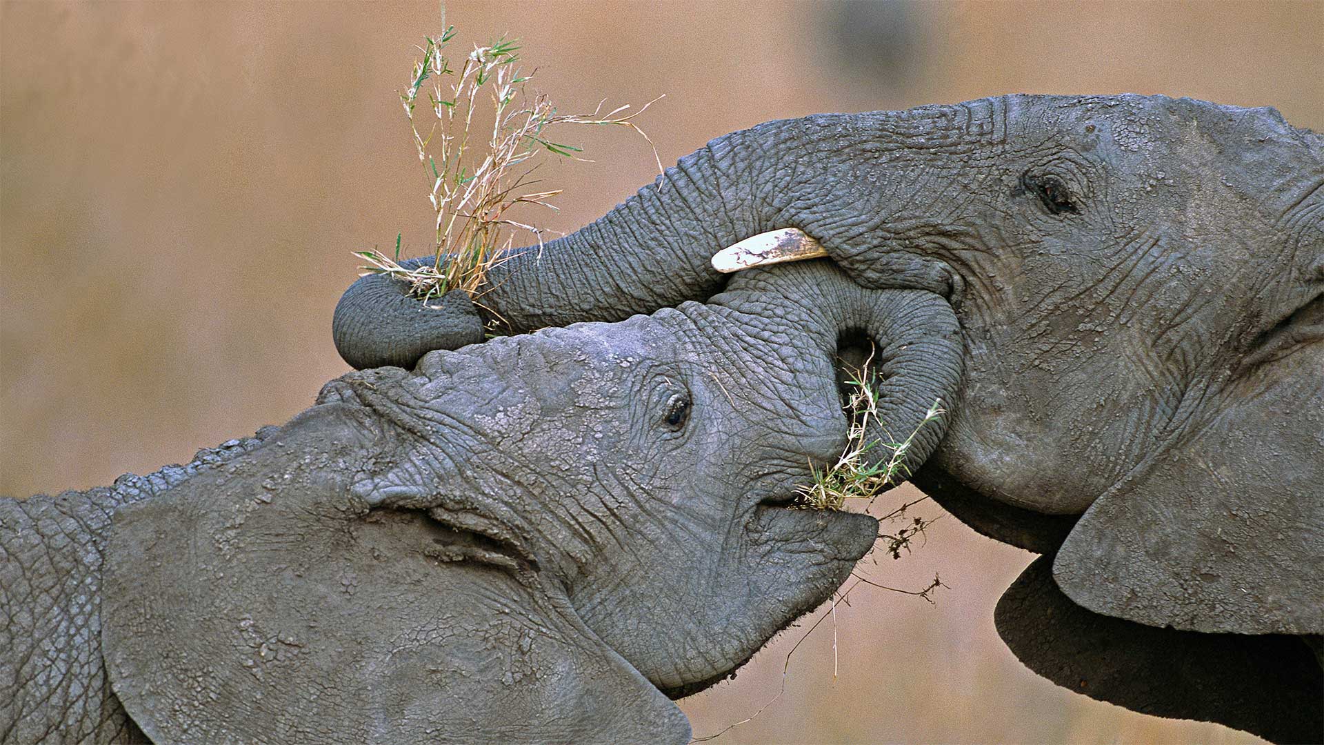 アフリカゾウの家族, ケニア （© Yva Momatiuk and John Eastcott/Minden Pictures） Bing Everyday Wallpaper 2021-11-21, 0HethL [Bing Everyday Wall Paper 2021-11-21] url = http://www.bing.com/th?id=OHR.ElephantGiving_JA-JP6387498046_1920x1080.jpg