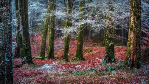 Invergarry村庄附近的森林，苏格兰 (© Matt Anderson Photography/Getty Images) Bing Everyday Wallpaper 2021-11-21
/tmp/UploadBeta7AzQDQ [Bing Everyday Wall Paper 2021-11-21] url = http://www.bing.com/th?id=OHR.Invergarry_ZH-CN9013535988_1920x1080.jpg

File Size (KB): 330.6 KB
Last Modified: November 26 2021 18:33:59
