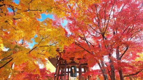 紅葉の智積院鐘楼堂, 京都 （© Masataka Ishi/AFLO/4Corners） Bing Everyday Wallpaper 2021-11-30
/tmp/UploadBeta7QWVsl [Bing Everyday Wall Paper 2021-11-30] url = http://www.bing.com/th?id=OHR.Chishakuin_JA-JP7550623479_1920x1080.jpg

File Size (KB): 329.89 KB
Last Modified: November 30 2021 00:00:08
