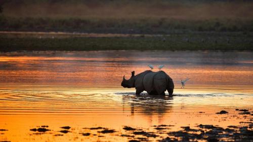 Indian rhinoceros, Kaziranga National Park, India (© Abhishek Singh/Moment/Getty Images) Bing Everyday Wallpaper 2021-12-17
/tmp/UploadBetawJl2wT [Bing Everyday Wall Paper 2021-12-17] url = http://www.bing.com/th?id=OHR.RhinocerosIndia_ROW9860205237_1920x1080.jpg

File Size (KB): 283.63 KB
Last Modified: December 17 2021 00:00:05

