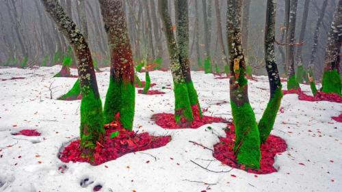 コミャック山の雪の森, ウクライナ (© panaramka/Getty Images) Bing Everyday Wallpaper 2021-12-20
/tmp/UploadBetaklAAPL [Bing Everyday Wall Paper 2021-12-20] url = http://www.bing.com/th?id=OHR.KhomyakMountain_JA-JP0638467841_1920x1080.jpg

File Size (KB): 334.42 KB
Last Modified: December 20 2021 00:00:02
