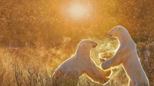 两只玩耍的北极熊，加拿大丘吉尔镇 (© Cheryl Ramalho/Getty Images) Bing Everyday Wallpaper 2021-12-23
/tmp/UploadBetao58xL0 [Bing Everyday Wall Paper 2021-12-23] url = http://www.bing.com/th?id=OHR.ManitobaBears_ZH-CN5877672648_1920x1080.jpg

File Size (KB): 336.26 KB
Last Modified: December 23 2021 00:00:02
