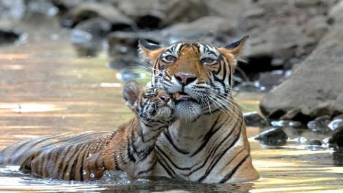ベンガルトラの親子, インド (© Andy Rouse/NPL/Minden Pictures) Bing Everyday Wallpaper 2022-01-03
/tmp/UploadBetaAyjRB2 [Bing Everyday Wall Paper 2022-01-03] url = http://www.bing.com/th?id=OHR.Tiger2022_JA-JP8390343176_1920x1080.jpg

File Size (KB): 309.77 KB
Last Modified: January 03 2022 00:00:07
