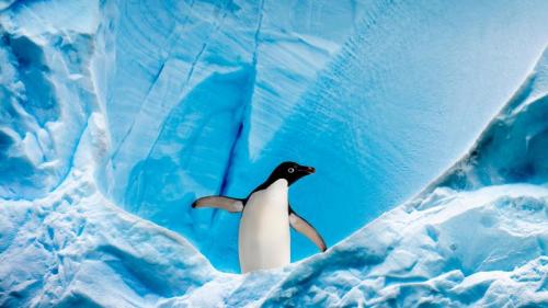 アデリーペンギン, 南極半島 グラハム・パッセージ (© Nick Garbutt/Minden Pictures) Bing Everyday Wallpaper 2022-01-19
/tmp/UploadBetaRSKUQs [Bing Everyday Wall Paper 2022-01-19] url = http://www.bing.com/th?id=OHR.GrahamAdelie_JA-JP2127547306_1920x1080.jpg

File Size (KB): 313.38 KB
Last Modified: January 19 2022 00:00:08
