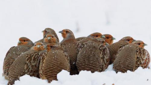 Eine Schar Rebhühner kuschelt sich im Schnee zusammen, um sich zu wärmen (© Duncan Usher/Minden Pictures) Bing Everyday Wallpaper 2022-01-24
/tmp/UploadBetaKGQS2x [Bing Everyday Wall Paper 2022-01-24] url = http://www.bing.com/th?id=OHR.RebhuehnerSchnee_DE-DE2145484211_1920x1080.jpg

File Size (KB): 333.9 KB
Last Modified: January 24 2022 00:00:08

