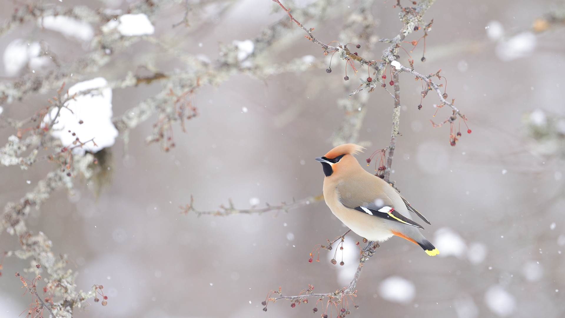 キレンジャク (© sandpiper/adobe stock) Bing Everyday Wallpaper 2022-01-27, EahSWv [Bing Everyday Wall Paper 2022-01-27] url = http://www.bing.com/th?id=OHR.BohemianWaxwing_JA-JP2706542842_1920x1080.jpg