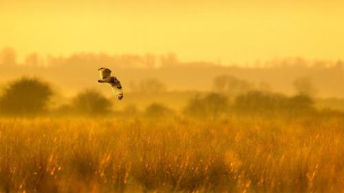 正在狩猎的短耳鸮，英格兰林肯郡 (© Ben Hall/Minden Pictures) Bing Everyday Wallpaper 2022-01-28
/tmp/UploadBetak8ltgh [Bing Everyday Wall Paper 2022-01-28] url = http://www.bing.com/th?id=OHR.WinteringFowl_ZH-CN8158075445_1920x1080.jpg

File Size (KB): 334.17 KB
Last Modified: January 28 2022 00:00:03

