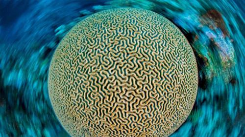 加勒比海的片脑纹珊瑚，开曼群岛 (© Alex Mustard/Minden Pictures) Bing Everyday Wallpaper 2022-01-29
/tmp/UploadBeta7bt25I [Bing Everyday Wall Paper 2022-01-29] url = http://www.bing.com/th?id=OHR.BrainCoral_ZH-CN8354100992_1920x1080.jpg

File Size (KB): 336.14 KB
Last Modified: January 29 2022 00:00:08
