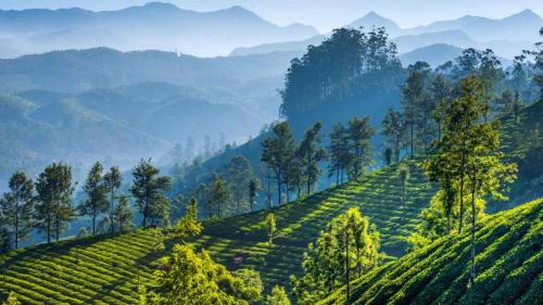 慕那尔山区的茶园，印度喀拉拉邦 (© SvitlanaBelinska/iStock/Getty Images Plus) Bing Everyday Wallpaper 2022-02-11
/tmp/UploadBetasWKOId [Bing Everyday Wall Paper 2022-02-11] url = http://www.bing.com/th?id=OHR.TeaGardensMunnar_ZH-CN9587720369_1920x1080.jpg

File Size (KB): 332.19 KB
Last Modified: February 11 2022 00:00:02
