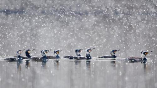 在暴风雪中畅游的鸬鹚，德国黑森州 (© Wilfried Martin/Getty Images) Bing Everyday Wallpaper 2022-03-06
/tmp/UploadBetaYu0Hne [Bing Everyday Wall Paper 2022-03-06] url = http://www.bing.com/th?id=OHR.GreatCormorants_ZH-CN6811149253_1920x1080.jpg

File Size (KB): 336.56 KB
Last Modified: March 06 2022 00:00:02
