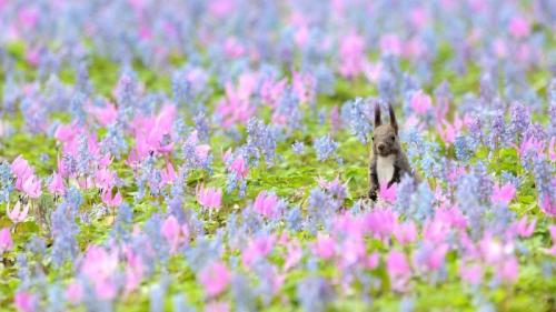 エゾリスとカタクリ、エゾエンゴサクの花, 北海道 浦臼神社 (© Akira Sato/500px/Getty Images) Bing Everyday Wallpaper 2022-03-13
/tmp/UploadBetajB9JuW [Bing Everyday Wall Paper 2022-03-13] url = http://www.bing.com/th?id=OHR.HokkaidoRabbit_JA-JP6946439513_1920x1080.jpg

File Size (KB): 292.74 KB
Last Modified: March 13 2022 00:00:02

