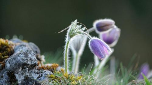 Pasque flower, Upper Palatinate, Bavaria, Germany (© Design Pics/Alamy) Bing Everyday Wallpaper 2022-03-17
/tmp/UploadBetaVlHh3r [Bing Everyday Wall Paper 2022-03-17] url = http://www.bing.com/th?id=OHR.KuhschelleOberbayern_ROW1437108551_1920x1080.jpg

File Size (KB): 337 KB
Last Modified: March 17 2022 00:00:02
