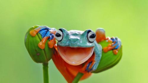 鲜艳多彩的爪哇树蛙，印度尼西亚 (© kuritafsheen/Getty Images) Bing Everyday Wallpaper 2022-03-20
/tmp/UploadBetan7rryg [Bing Everyday Wall Paper 2022-03-20] url = http://www.bing.com/th?id=OHR.WorldFrogDay_ZH-CN7191299445_1920x1080.jpg

File Size (KB): 336.39 KB
Last Modified: March 20 2022 00:00:04
