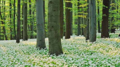 Blühender Bärlauch in einem Rotbuchenwald im Nationalpark Hainich, Thüringen (© Martin Ruegner/Stone/Getty Images) Bing Everyday Wallpaper 2022-04-11
/tmp/UploadBeta4VGO6m [Bing Everyday Wall Paper 2022-04-11] url = http://www.bing.com/th?id=OHR.HainichBaerlauch_DE-DE0175784347_1920x1080.jpg

File Size (KB): 337.09 KB
Last Modified: April 11 2022 00:00:04
