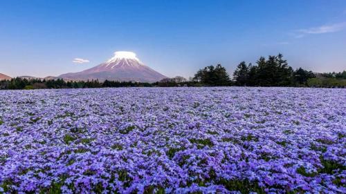 富士山と芝桜, 山梨県 富士河口湖町 (© Ruj Chuchaisangrat/Getty Images) Bing Everyday Wallpaper 2022-04-19
/tmp/UploadBeta8f5pFT [Bing Everyday Wall Paper 2022-04-19] url = http://www.bing.com/th?id=OHR.FujiSakura22_JA-JP5283204095_1920x1080.jpg

File Size (KB): 313.16 KB
Last Modified: April 19 2022 00:00:03
