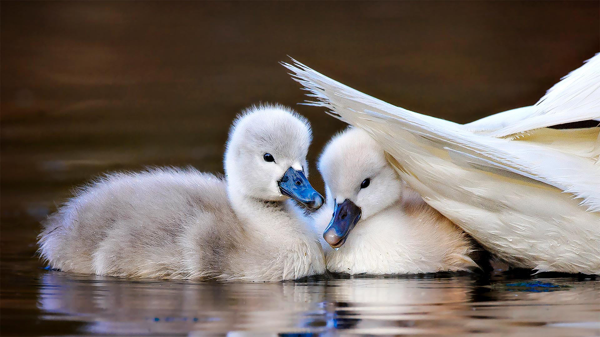 两只躲在妈妈尾羽下的疣鼻小天鹅，纽约长岛 (© Vicki Jauron/Getty Images) Bing Everyday Wallpaper 2022-04-20, dRO9RD [Bing Everyday Wall Paper 2022-04-20] url = http://www.bing.com/th?id=OHR.MuteSwan_ZH-CN1554957153_1920x1080.jpg