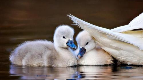两只躲在妈妈尾羽下的疣鼻小天鹅，纽约长岛 (© Vicki Jauron/Getty Images) Bing Everyday Wallpaper 2022-04-20
/tmp/UploadBetadRO9RD [Bing Everyday Wall Paper 2022-04-20] url = http://www.bing.com/th?id=OHR.MuteSwan_ZH-CN1554957153_1920x1080.jpg

File Size (KB): 335.73 KB
Last Modified: April 20 2022 00:00:04
