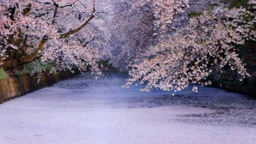 弘前公園の桜, 青森 (© Martin Bailey/Offset/Shutterstock) Bing Everyday Wallpaper 2022-04-24
/tmp/UploadBetaqCY6t9 [Bing Everyday Wall Paper 2022-04-24] url = http://www.bing.com/th?id=OHR.HirosakiSakura_JA-JP0949782013_1920x1080.jpg

File Size (KB): 316.71 KB
Last Modified: April 24 2022 00:00:03
