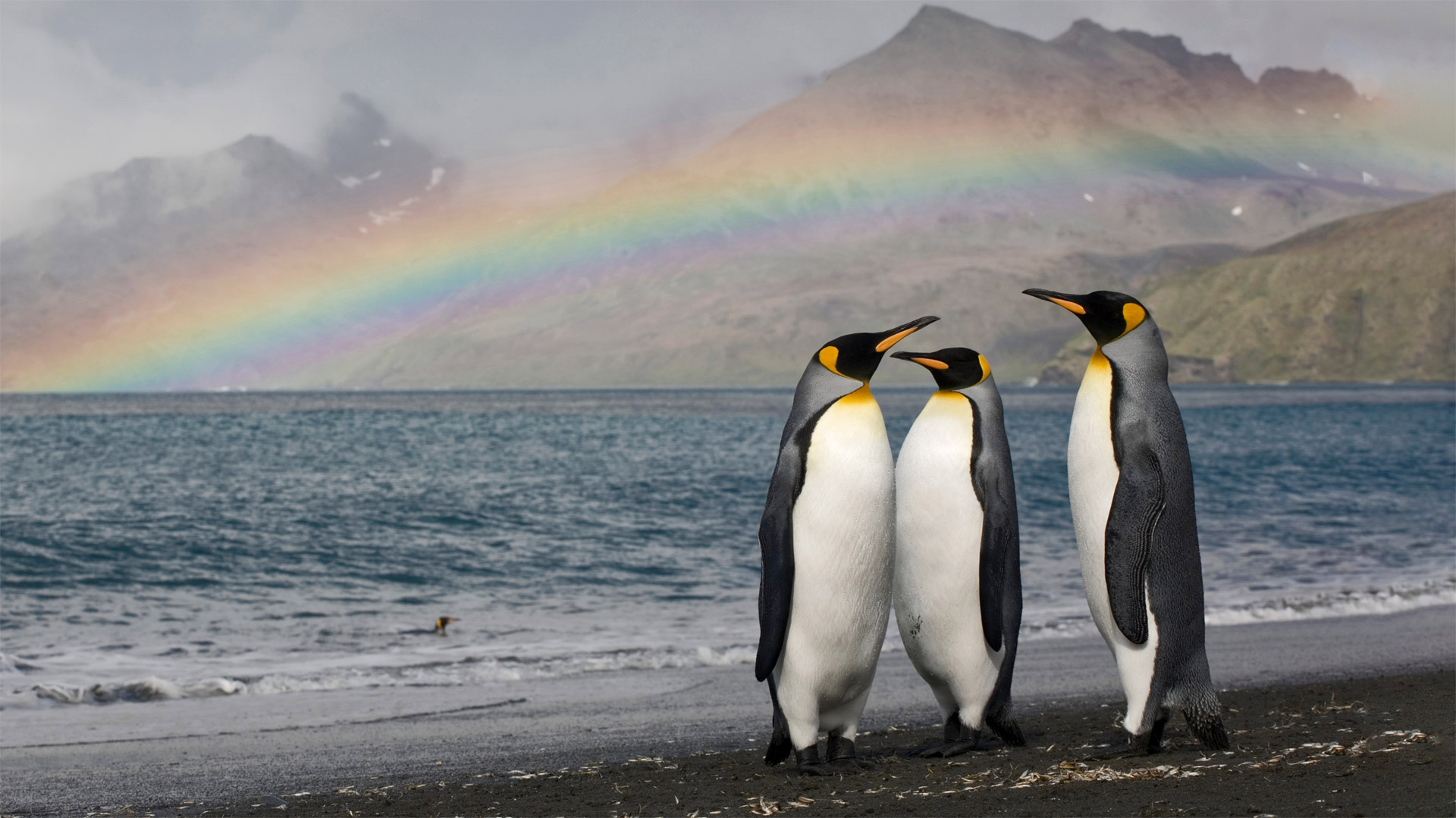 圣安德鲁斯湾岸边的三只王企鹅，南乔治亚岛 (© Paul Souders/Getty Images) Bing Everyday Wallpaper 2022-04-25, ApgICK [Bing Everyday Wall Paper 2022-04-25] url = http://www.bing.com/th?id=OHR.ThreeKings_ZH-CN5954425982_1920x1080.jpg
