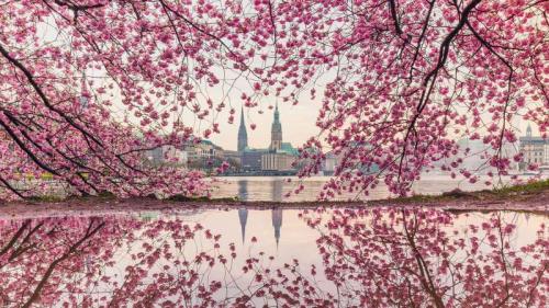 Blühende Kirschbäume an der Binnenalster, Hamburg (© Kerstin Bittner/Westend61/Offset) Bing Everyday Wallpaper 2022-05-01
/tmp/UploadBetaSgVBpd [Bing Everyday Wall Paper 2022-05-01] url = http://www.bing.com/th?id=OHR.KirschblueteHamburg_DE-DE6208501886_1920x1080.jpg

File Size (KB): 333.01 KB
Last Modified: May 01 2022 00:00:10
