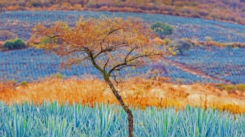 蓝色龙舌兰田，墨西哥哈利斯科州龙舌兰酒产区 (© Brian Overcast/Alamy) Bing Everyday Wallpaper 2022-05-05
/tmp/UploadBetaygSoIt [Bing Everyday Wall Paper 2022-05-05] url = http://www.bing.com/th?id=OHR.JaliscoAgave_ZH-CN6612544241_1920x1080.jpg

File Size (KB): 336.27 KB
Last Modified: May 05 2022 00:00:02
