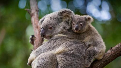 Koala mother and 8-month-old joey, Queensland, Australia (© Suzi Eszterhas/Minden Pictures) Bing Everyday Wallpaper 2022-05-09
/tmp/UploadBetabaINcp [Bing Everyday Wall Paper 2022-05-09] url = http://www.bing.com/th?id=OHR.MomJoey_EN-US7006938352_1920x1080.jpg

File Size (KB): 331.49 KB
Last Modified: May 09 2022 00:00:07
