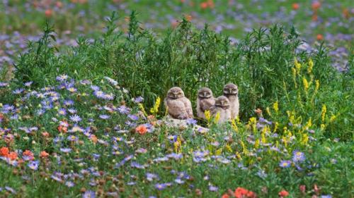 アナホリフクロウのヒナ, 米国 コロラド州 (© Roberta Olenick/Alamy) Bing Everyday Wallpaper 2022-05-14
/tmp/UploadBeta0J5r6K [Bing Everyday Wall Paper 2022-05-14] url = http://www.bing.com/th?id=OHR.PawneeOwls_JA-JP9366549530_1920x1080.jpg

File Size (KB): 334.18 KB
Last Modified: May 14 2022 00:00:03
